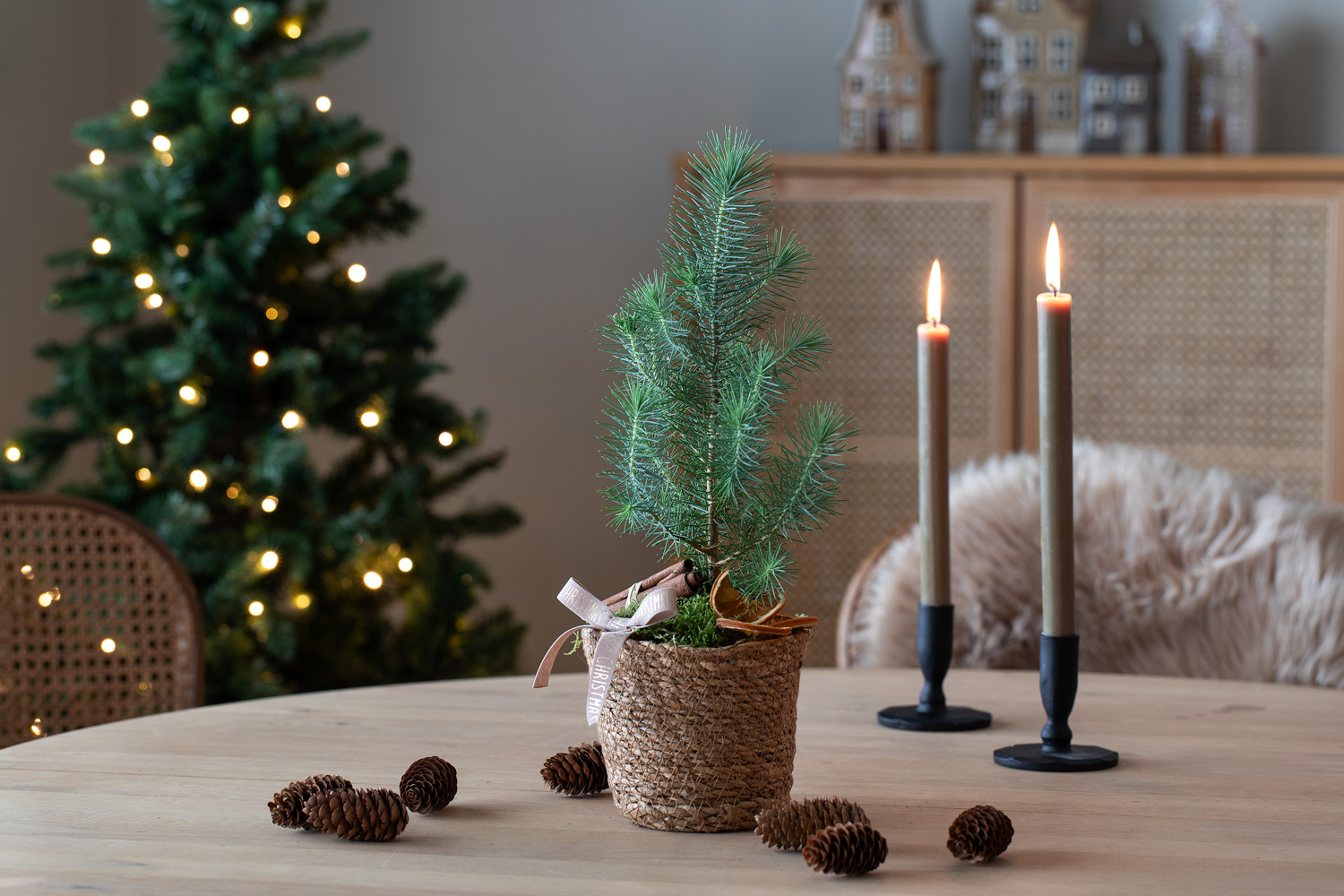 Pinus Silver Crest i kurv